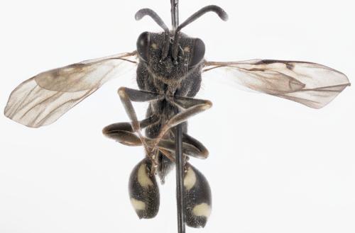 Réf. 293 778 : Chalcis biguttata
